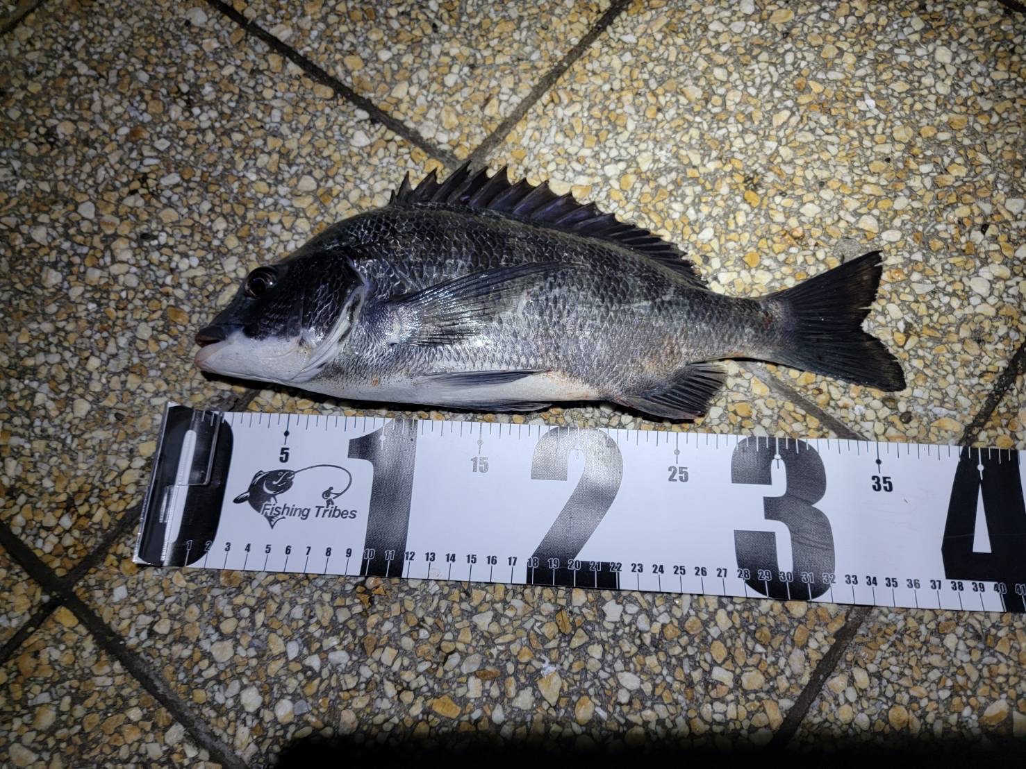 東京のメンバーからの釣果