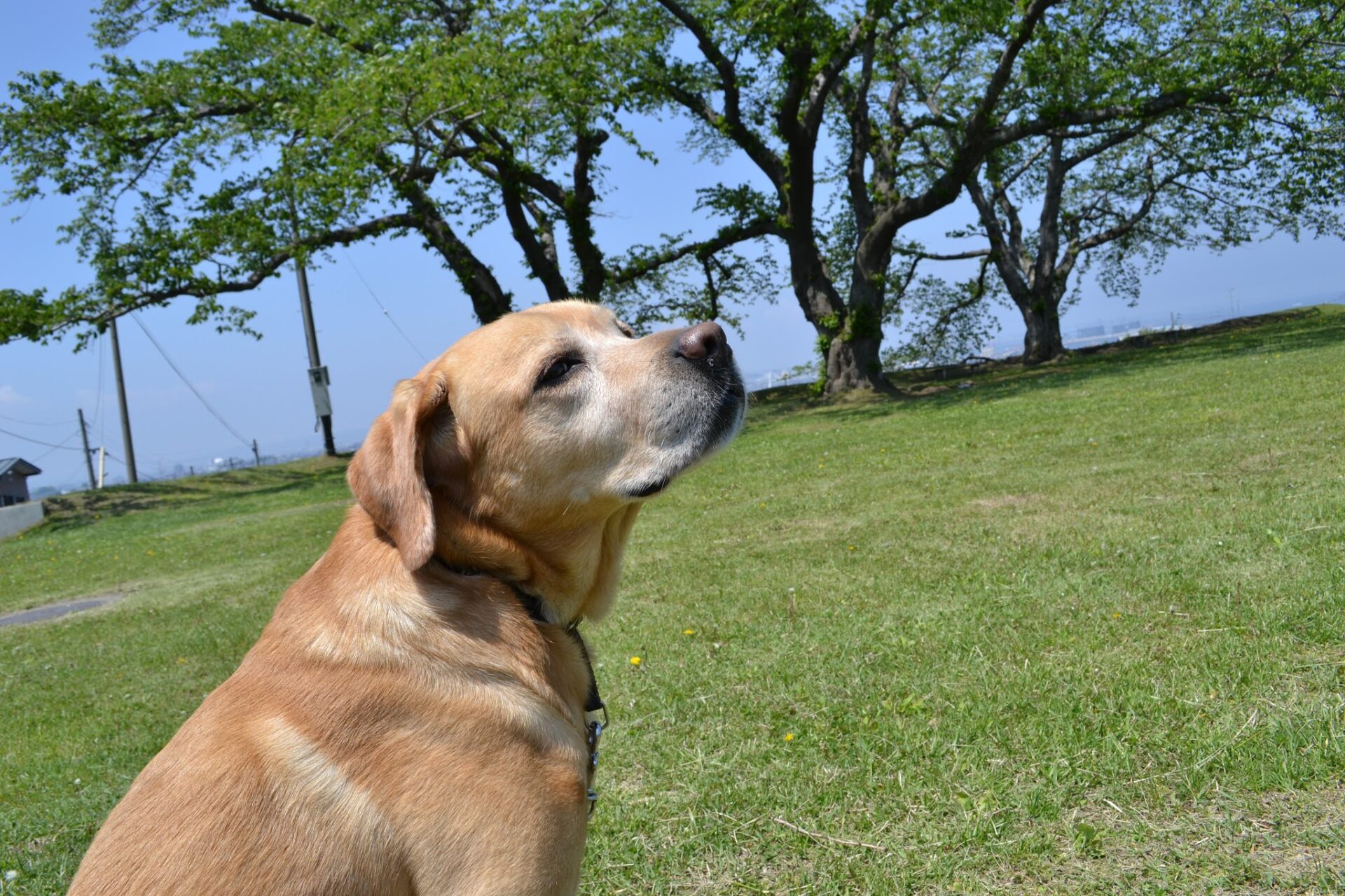 写真館